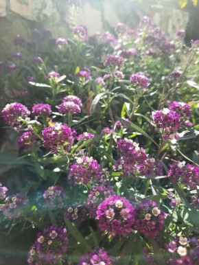 ��� ������� ���������: ����������� � ������� � ������� ������ �����������