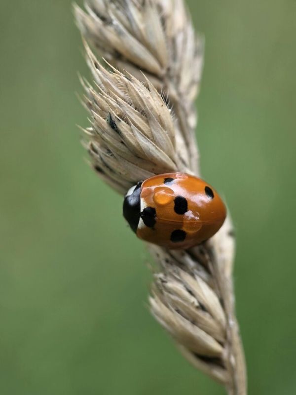 ������ ���� �������� � ��������� ����������: ����������� �������