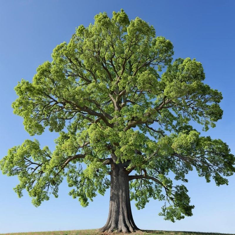 ���� ������ ���: ��� �������� ���� ������ ������� �������