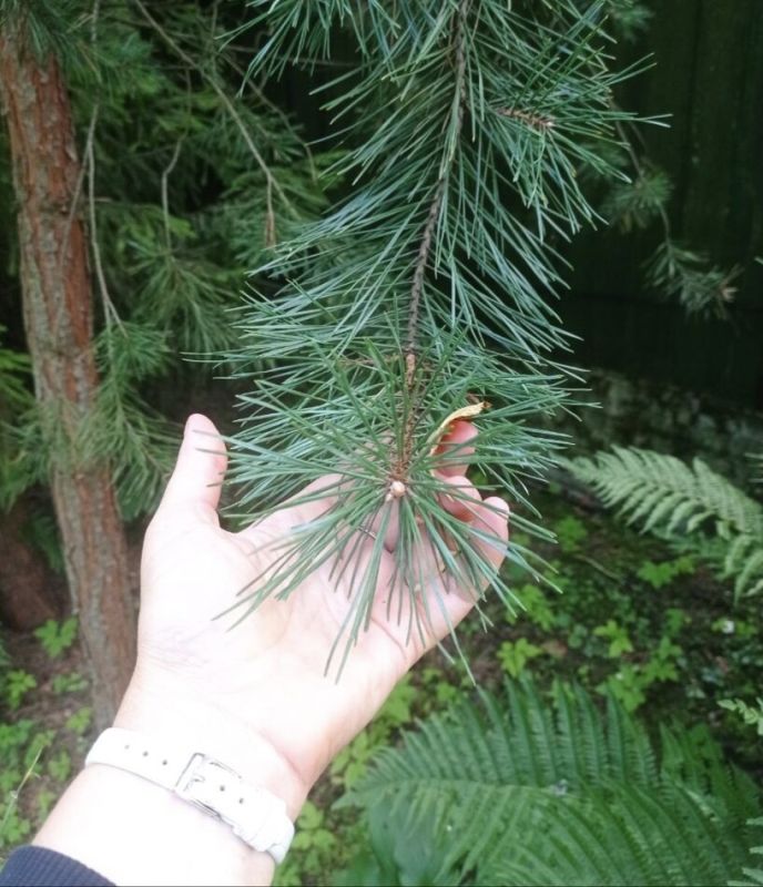 Как поддержка близких помогает готовиться к операции