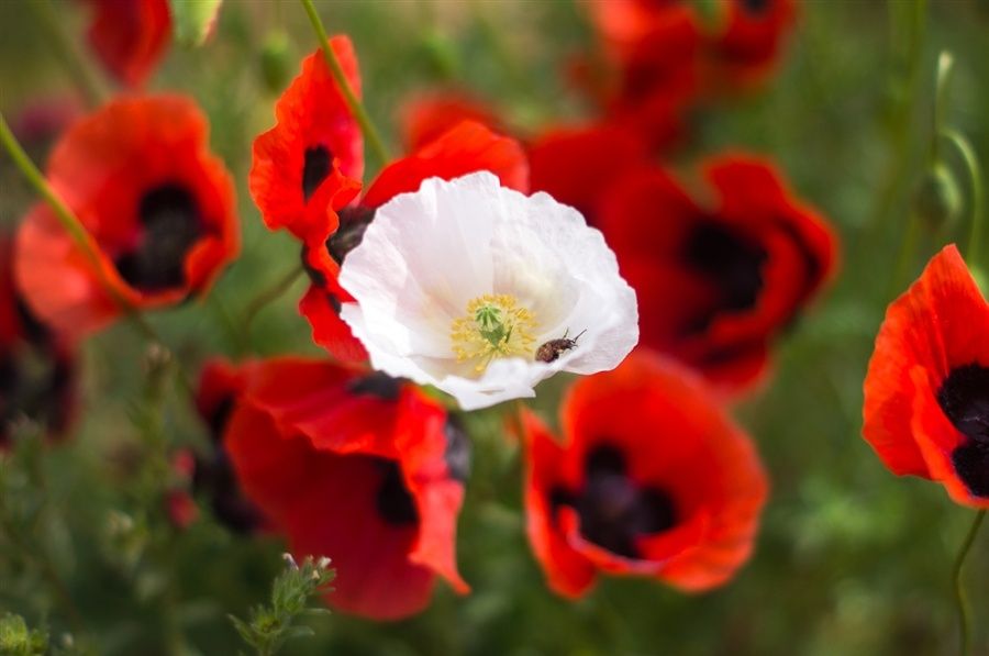 Почему одни следуют детским сценариям, а другие выбирают противоположное