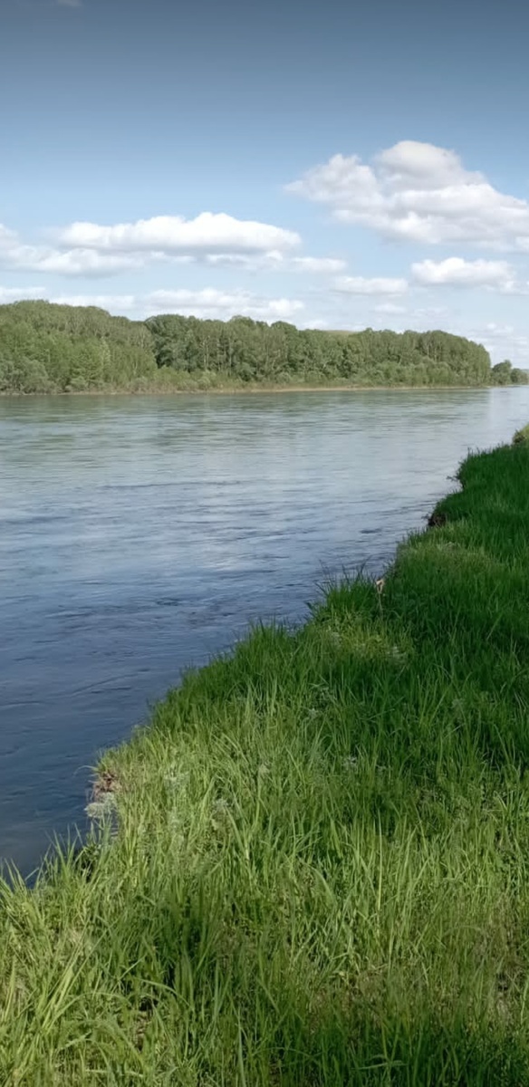 Как одуванчик может научить нас доверять жизни