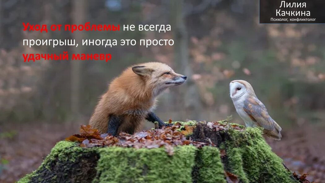 Как красиво ухаживать от конфликтов: сказка о мудром лисенке