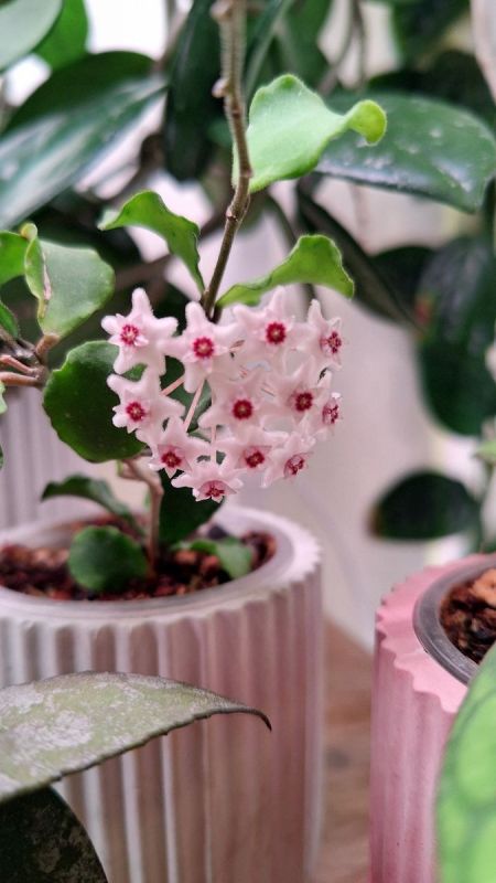 День Святого Валентина: Любовь не только к людям