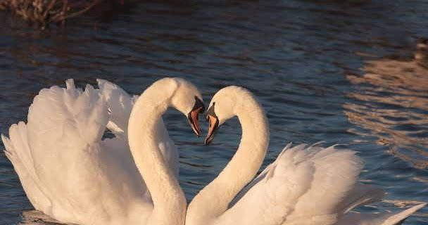 Можно ли построить любовь без влюбленности?