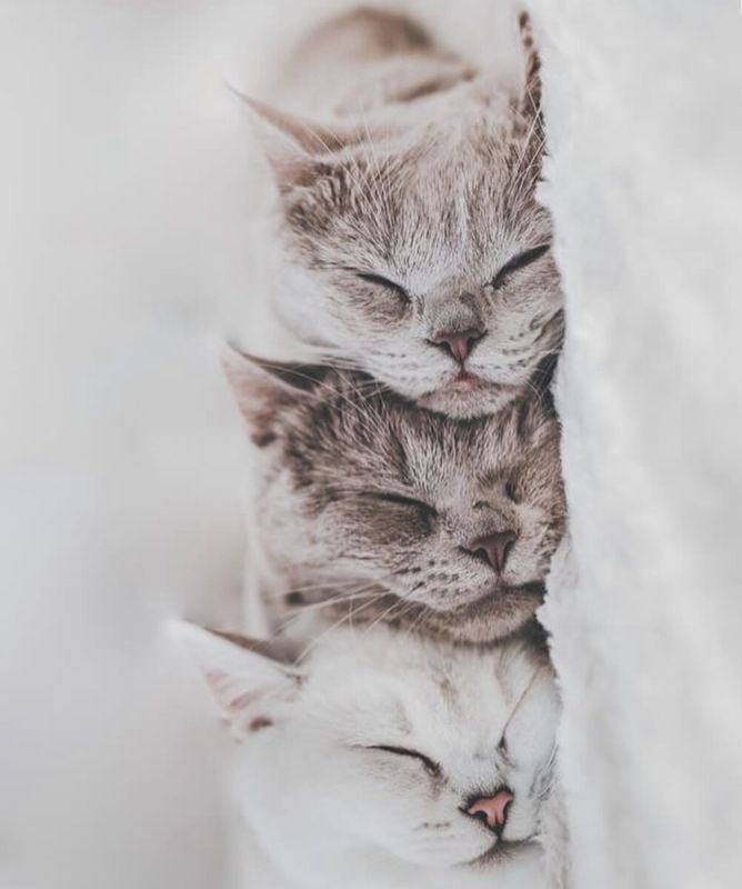 ��� �� �������� ������� � ���������� �����