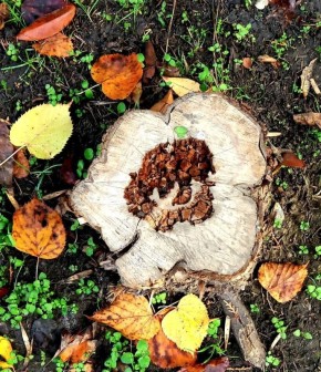 ������������� �����������