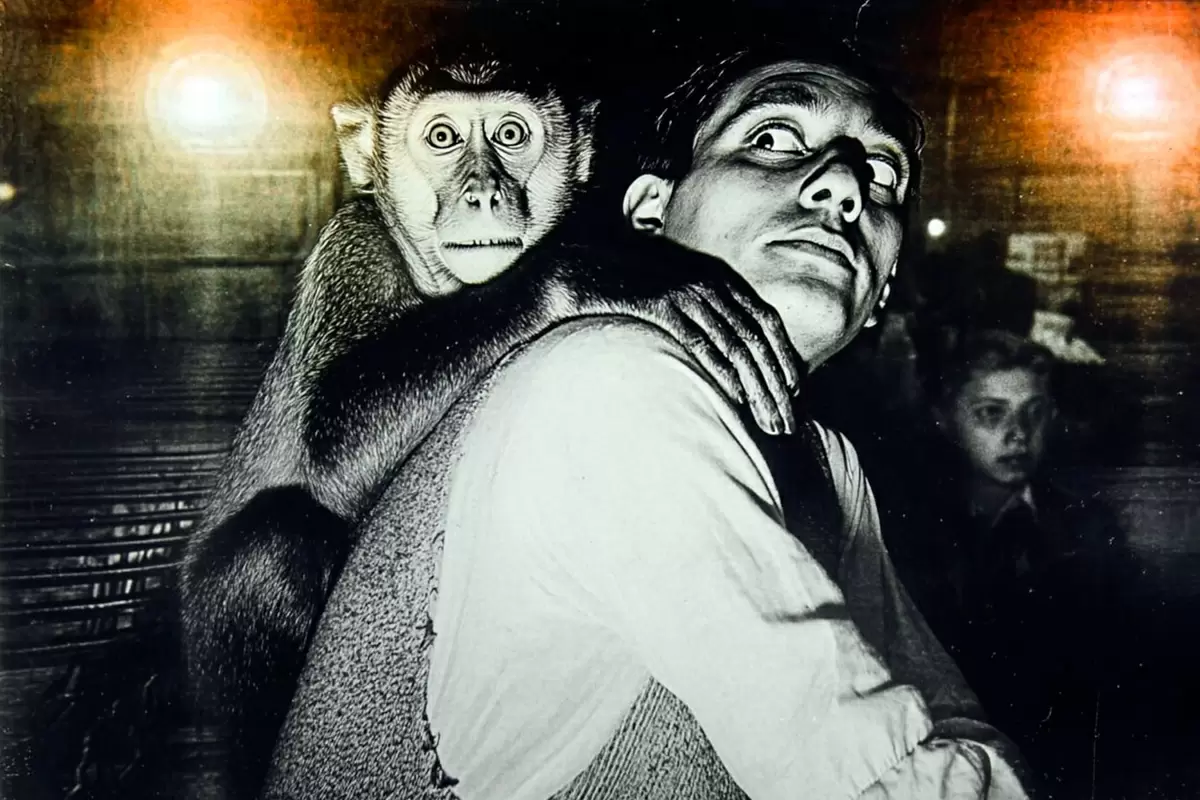 Летучие обезьяны и нарциссы: как спасение становится злом