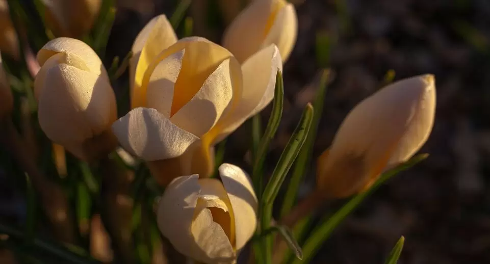 Весенние чувства: развенчивая мифы о влюбленности